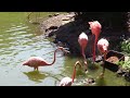 Sylvan Heights Bird Park - Flamingos