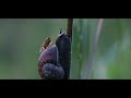 Rewilding a Meadow. A cinematic film celebrating the biodiversity supported  by a small wild meadow.