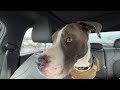 LIVE BUC-EE’S Daytona Beach -Driving New York City to Fort Lauderdale Florida Road Trip w/Dog Part 6