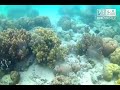 Snorkeling in Pass Island, Coron