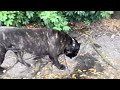 CANE CORSO POWERFUL YET DELICATE… 😦