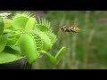 Venus Flytrap Eats Wasps || ViralHog