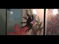 pink toed tarantula eating and webbing