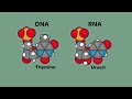 DNA vs RNA - Differences in Form and Function | Stated Clearly