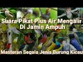 Suara Pikat Burung Kecil ll Paling Ampuh ll Masteran Segala Jenis Burung Kicau