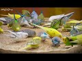 Birds Chirping - 1 Hour Bird Sounds Relaxation, Soothing Nature Sounds, Relaxing Music