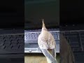 laptop cockatiel