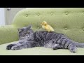 Cat meets tiny chicken for the first time