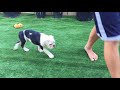 English BullDog Puppy Training 12 weeks old - Sit , Place and Stay with Raw meat treats