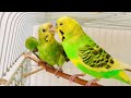 Must watch this! Happy parakeets sound, Birds for cats to watch, cat TV #budgies #parakeet #parrot