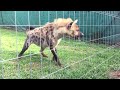 Roxy the hyena 