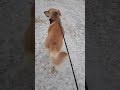Me and my dog attempt to walk in the 3rd annual snowmageddon of Texas.