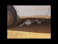 Malamute hiding under car