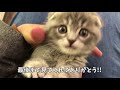 The cutest kitten that wants to play and interferes with the owner's work