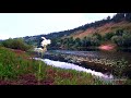 EARLY MORNING ON THE RIVER with BIRDS CINGING and NATURE SOUNDS | for Relaxation and Meditation
