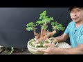 Cek Harga Bonsai Murah Meriah Di HEPI Bonsai 082245252178