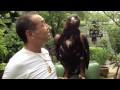 Golden Eagle Training, Started Maning Kamchatka Golden Eagle