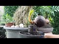 Bonsai kelapa
Membuat batok berdiri diatas akar