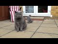 British Shorthair Cats in the English Garden