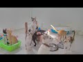 🐶 Best Cats Videos 😂 Funny Animal Videos 😂😹