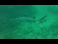 Carrie and Brent snorkel with sharks in Napali, Kauai