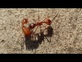 Ants battle