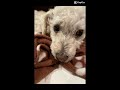 Shorts from “my fluffy friends”#funny#dogs#pets