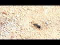 Wasp vs Wolf Spider