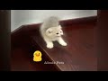 😻 You Laugh You Lose 🤣 Best Funny Video Compilation 😍🤣
