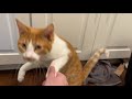 i taught my cats to shake my hand