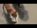 Meet Marlin! The swimming, ocean-loving, boat riding CAT that thinks he's a DOG in the Outer Banks.