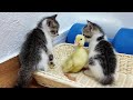 Kittens fighting - The duckling punishes the kitten.