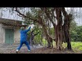 Clean up overgrown trees - Cut down a large sycamore tree in front of the abandoned house yard