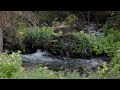 Free Flowing River for Meditation (4K) White Noise to Promote Relaxation and Reduce Stress Levels