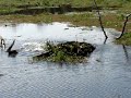 20060928 - Giant Gator into the water