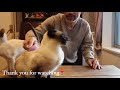 7 Fun Facts You Didn't Know About The Siamese Cats - Funny Cats