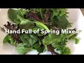 Spring Mixed Salad