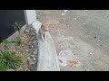 ANAK KUCING MAKAN DI PINGGIR JALAN