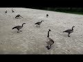 A Gang of Geese take over Whiting Pond