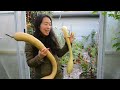 Full greenhouse tour - Autumn - Greenhouse growing tips & tricks | Bountiful harvest | Living shade