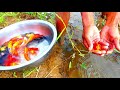 A Lot of beautiful fish at rice field finding KOI fish, red fish for raising