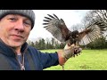 PT. 10 HOW TO TRAIN A HARRIS HAWK: training to follow on