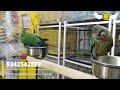 Crimson Bellied Conure Tamed Chick | Exotic Tamed Birds Shop Chennai | Fancy Birds Chennai