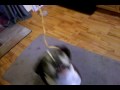 video-2010-04-15-19-31-15bentley spaghetti