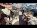 We Took Wolfdogs to Manitou Springs Colorado and This is Happened