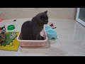 Try Not To Laugh Challenge😻🐈Funny and Cute CAT Videos Compilation 2024😽🐶