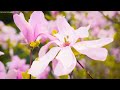 Beautiful Relaxing Music • Peaceful Piano Music, Calm Music, Sleep Music by Relaxation Nest