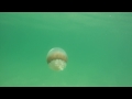 Cannonball Jellyfish at Panama City Beach 4