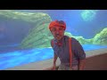 Blippi Swims with Seals! | 1 HOUR BEST OF BLIPPI ANIMALS | Educational Videos for Kids | Blippi Toys