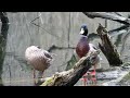 Mallard Calls | Duck Sounds
